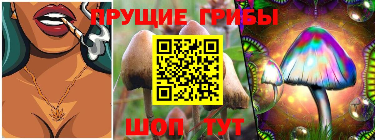 Галлюциногенные грибы Psilocybine cubensis Урюпинск